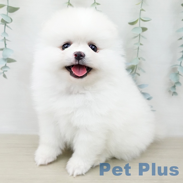 ポメラニアンの写真2