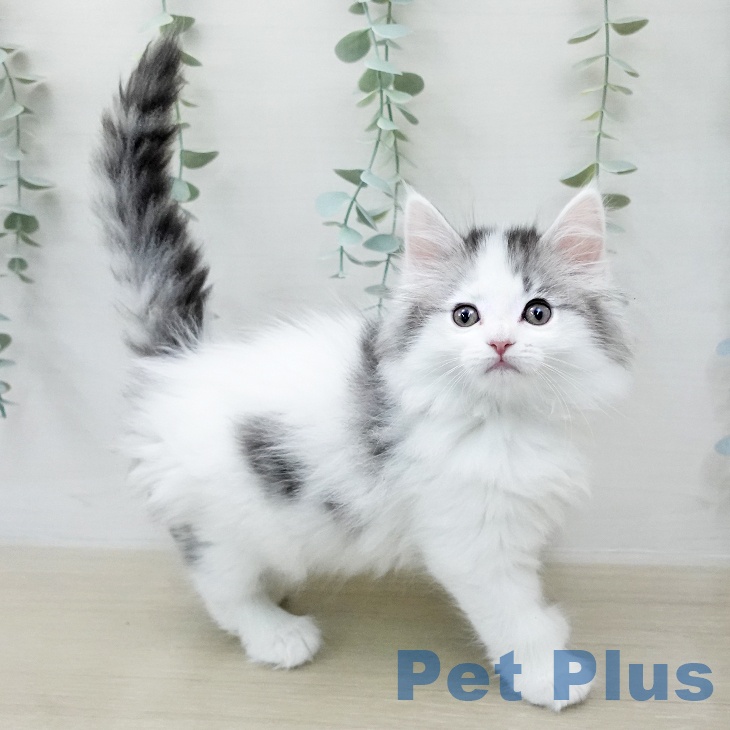 サイベリアンの写真2