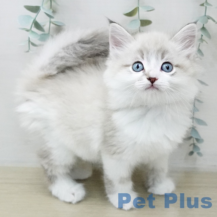 サイベリアンの写真2