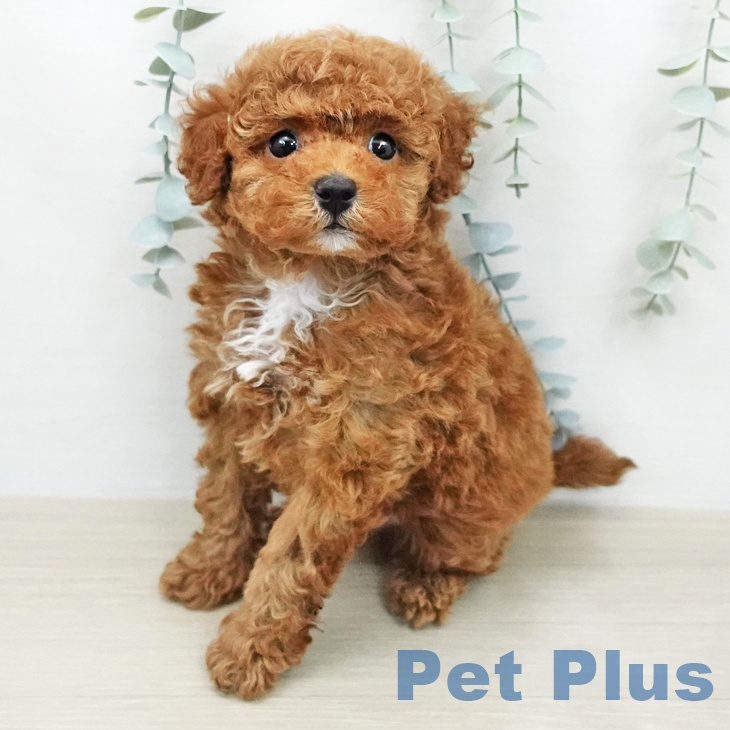 トイ・プードル