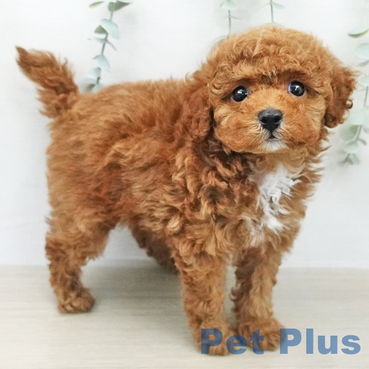 トイ・プードルの写真2