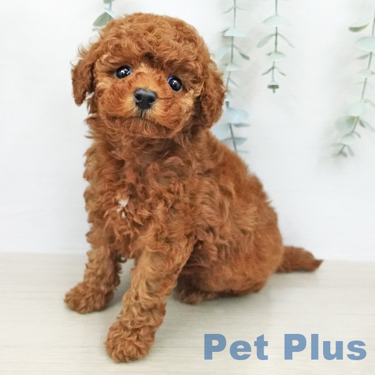 トイ・プードル