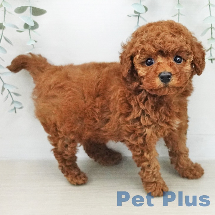 トイ・プードルの写真2