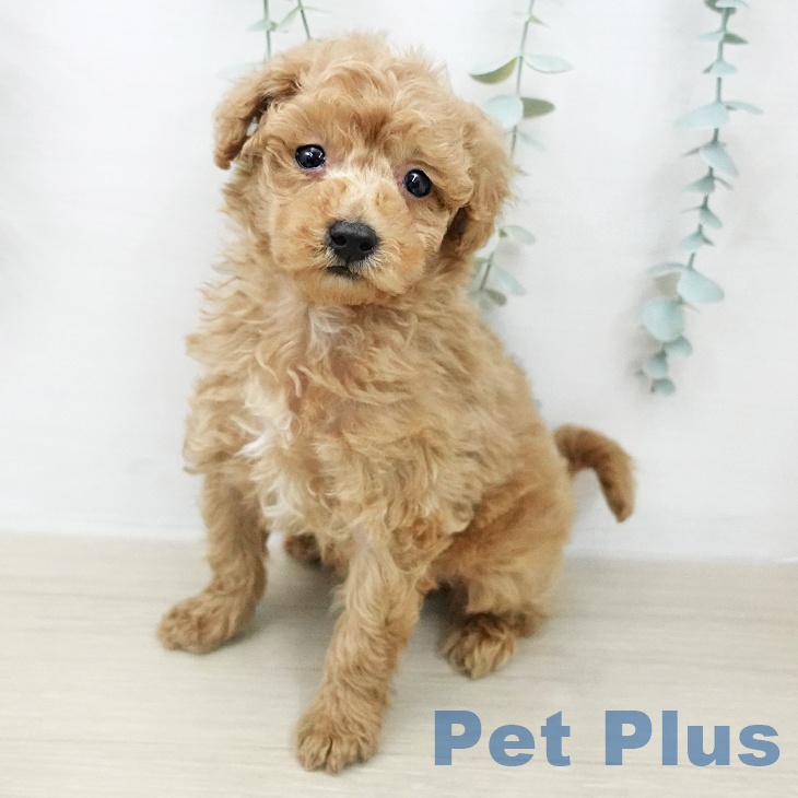 宮城県のトイプードル(トイ) (ペットプラス 仙台泉大沢店/2026年1月22日生まれ/男の子/アプリコット)の子犬