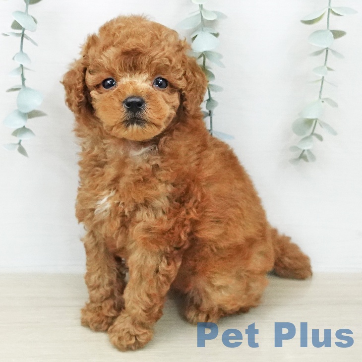 トイ・プードル