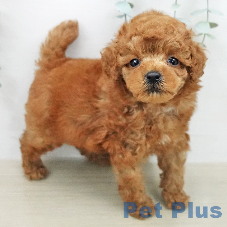 トイ・プードルの写真2