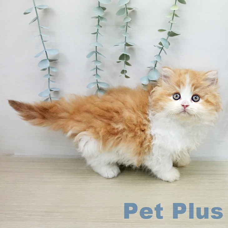 サイベリアンの写真2