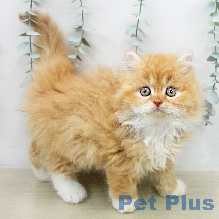 サイベリアンの写真2