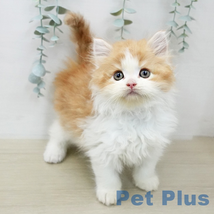 サイベリアンの写真2