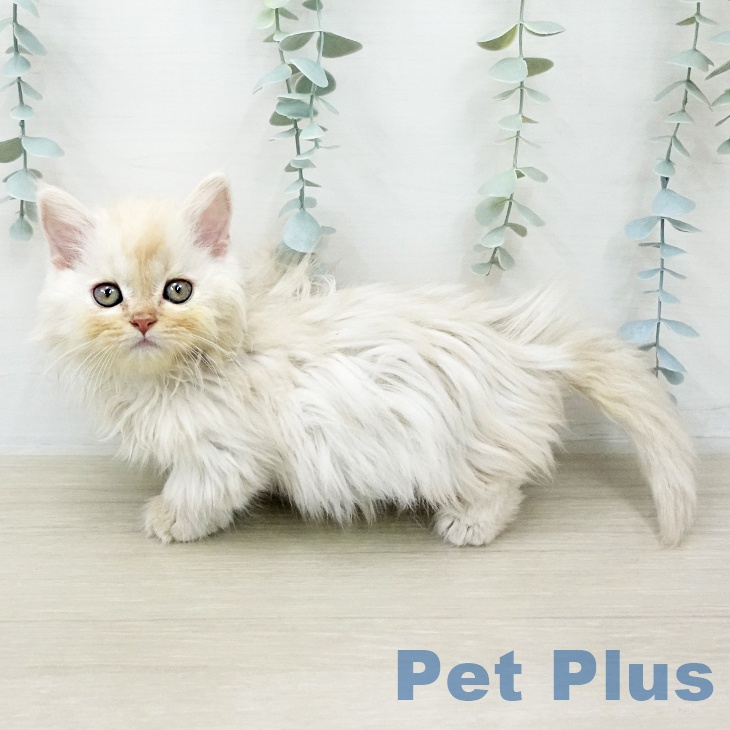 ミヌエットの写真2