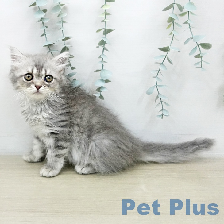 ミヌエットの写真2