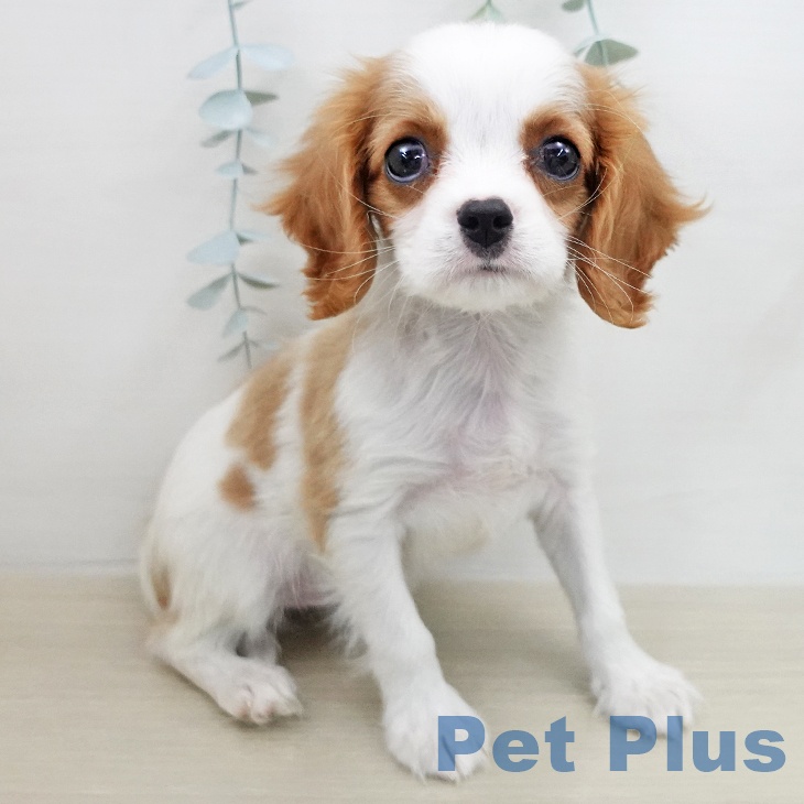 キャバリア・キングチャールズ・スパニエル