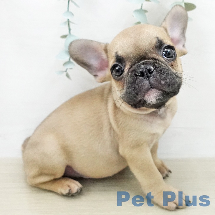 フレンチ・ブルドッグの写真2