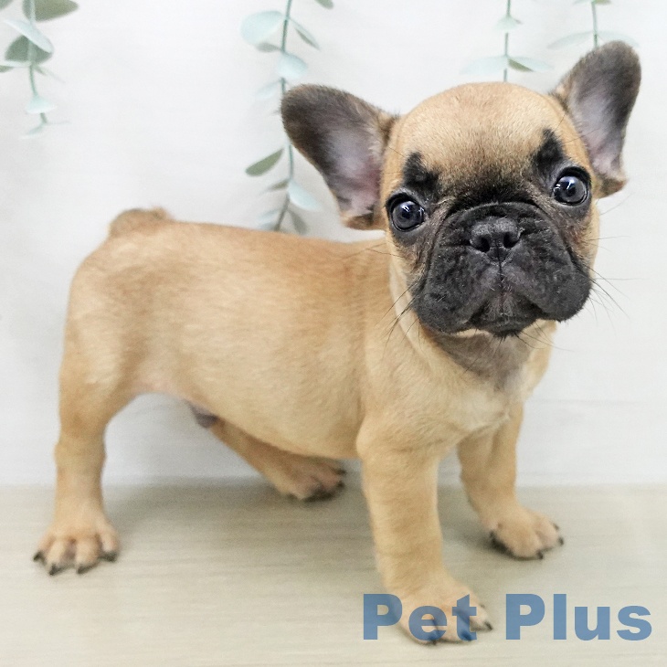 フレンチ・ブルドッグ