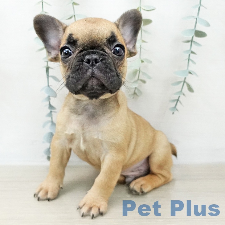 フレンチ・ブルドッグの写真2