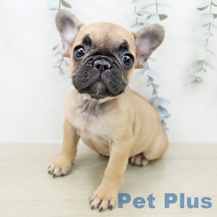 フレンチ・ブルドッグ