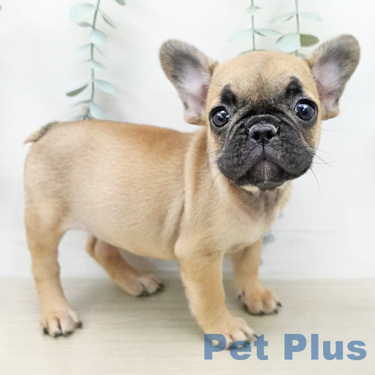 フレンチ・ブルドッグの写真2