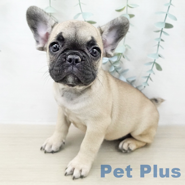 フレンチ・ブルドッグ