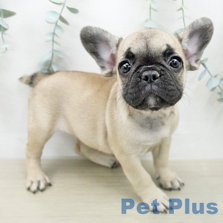フレンチ・ブルドッグの写真2