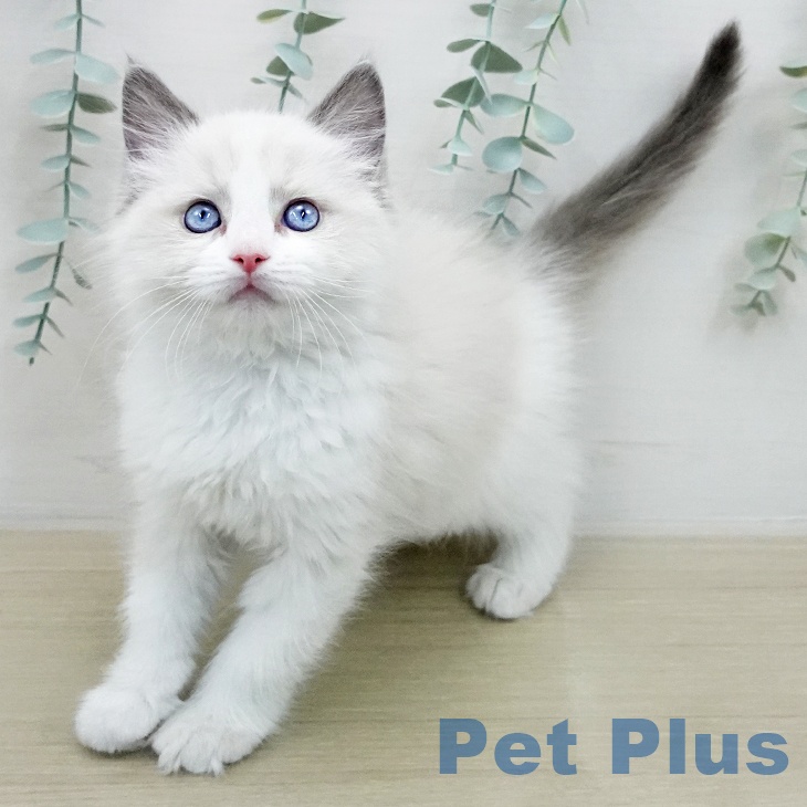 ラグドールの写真2