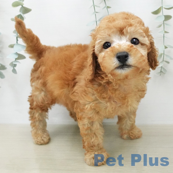 神奈川県のトイプードル(トイ) (ペットプラス 座間店/2026年1月21日生まれ/男の子/アプリコット)の子犬
