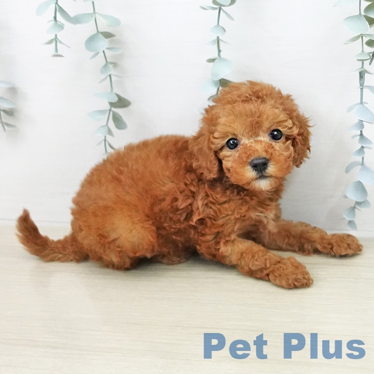 トイ・プードルの写真2