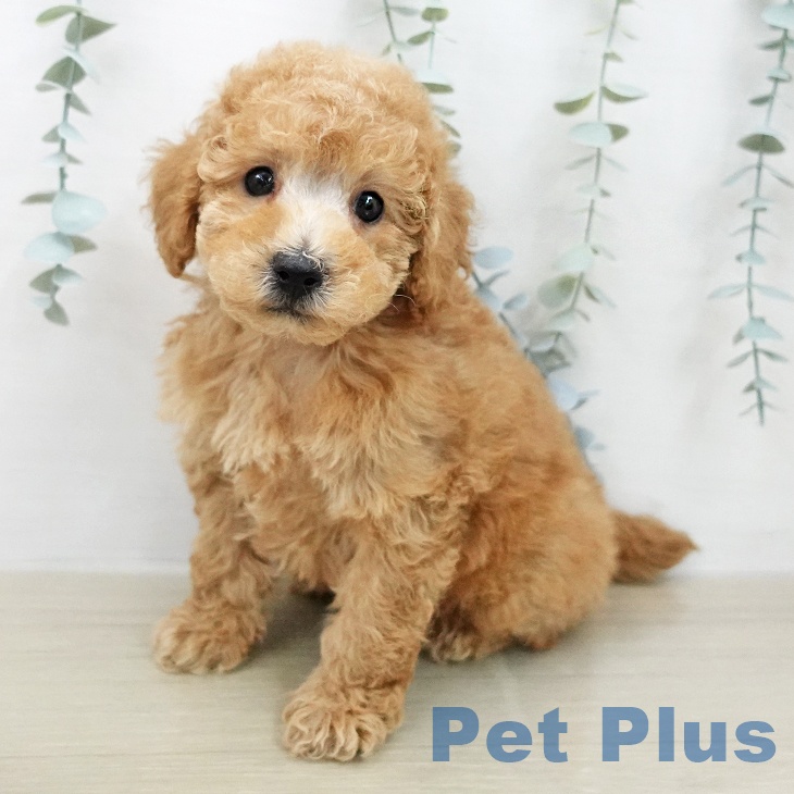 トイ・プードルの写真2