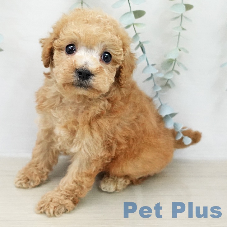 トイ・プードル