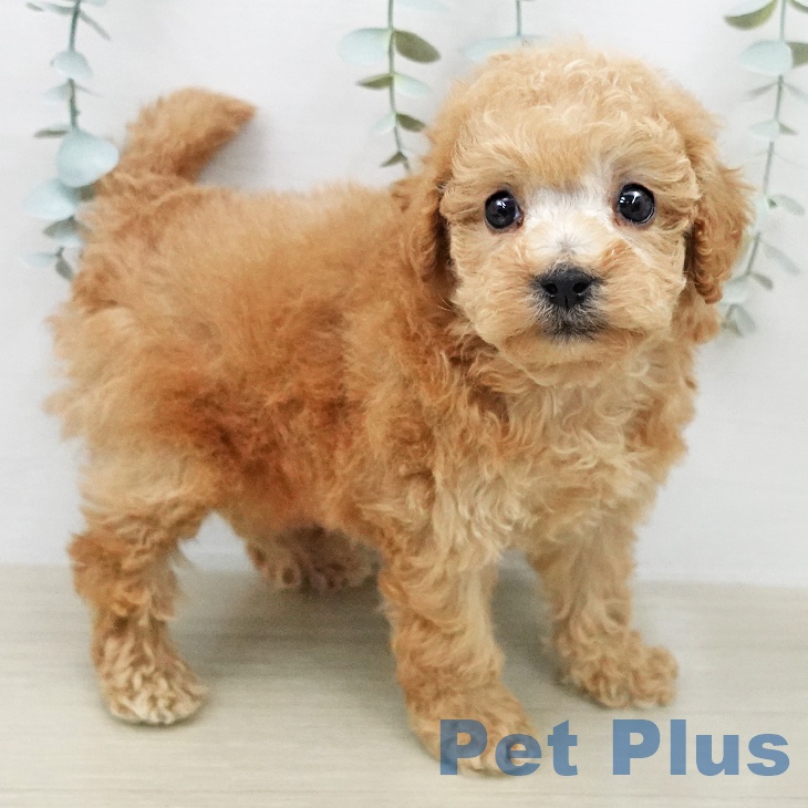 トイ・プードルの写真2