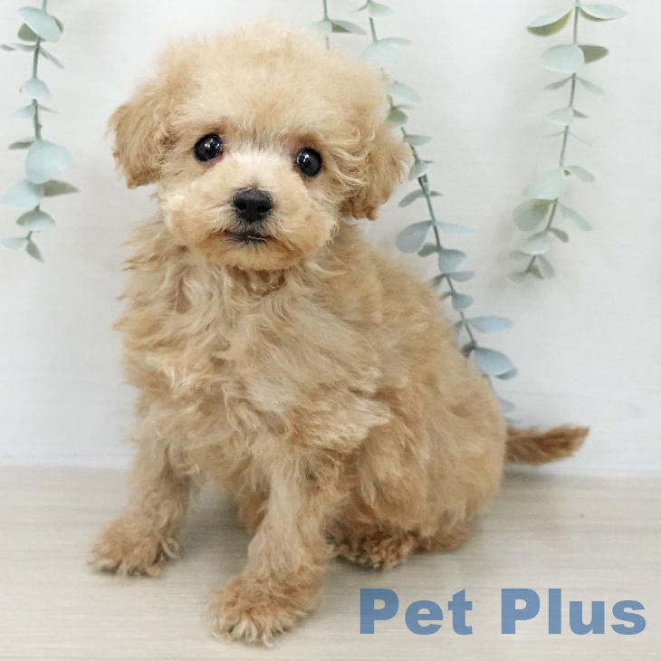 トイ・プードル