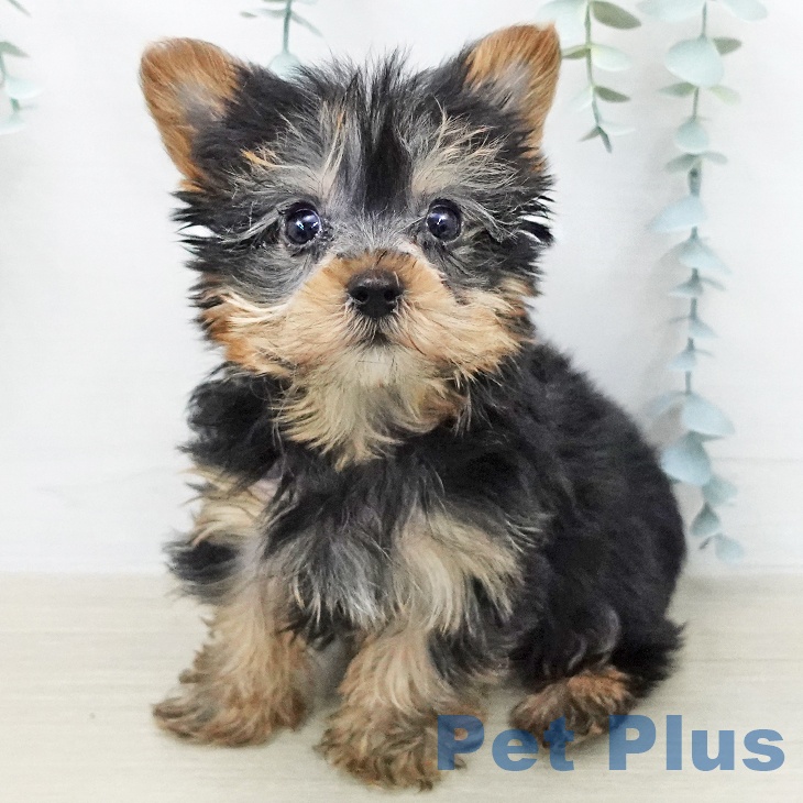 ヨークシャー・テリア