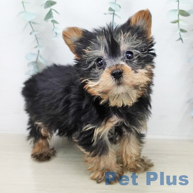 ヨークシャー・テリアの写真2