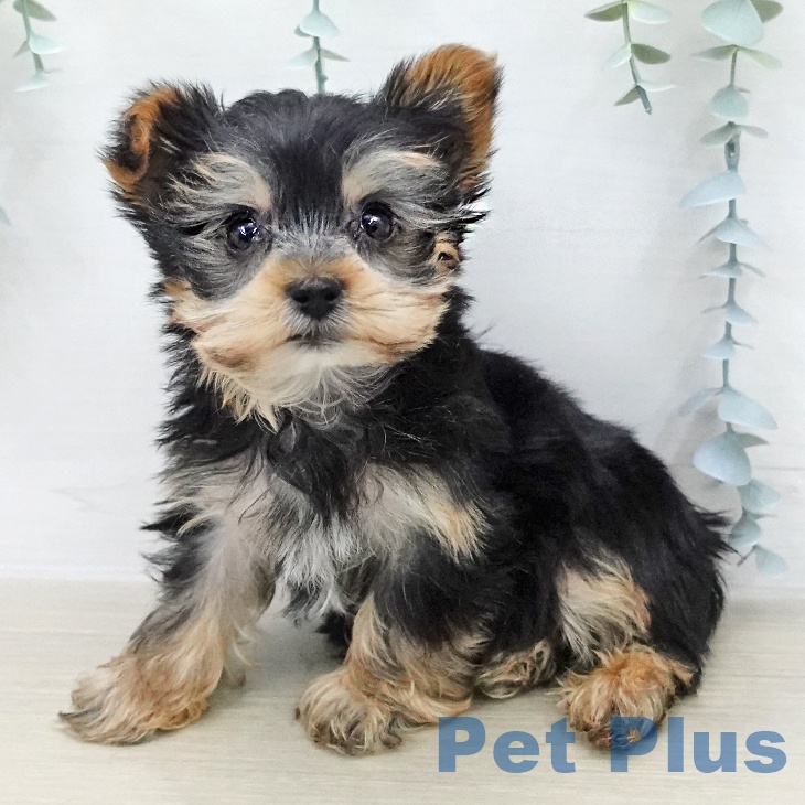 ヨークシャー・テリア