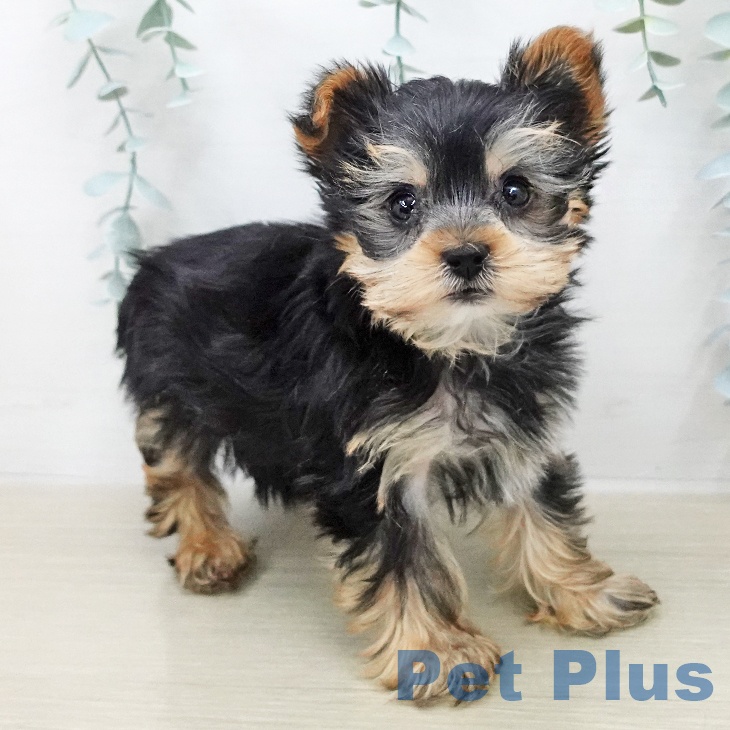 ヨークシャー・テリアの写真2