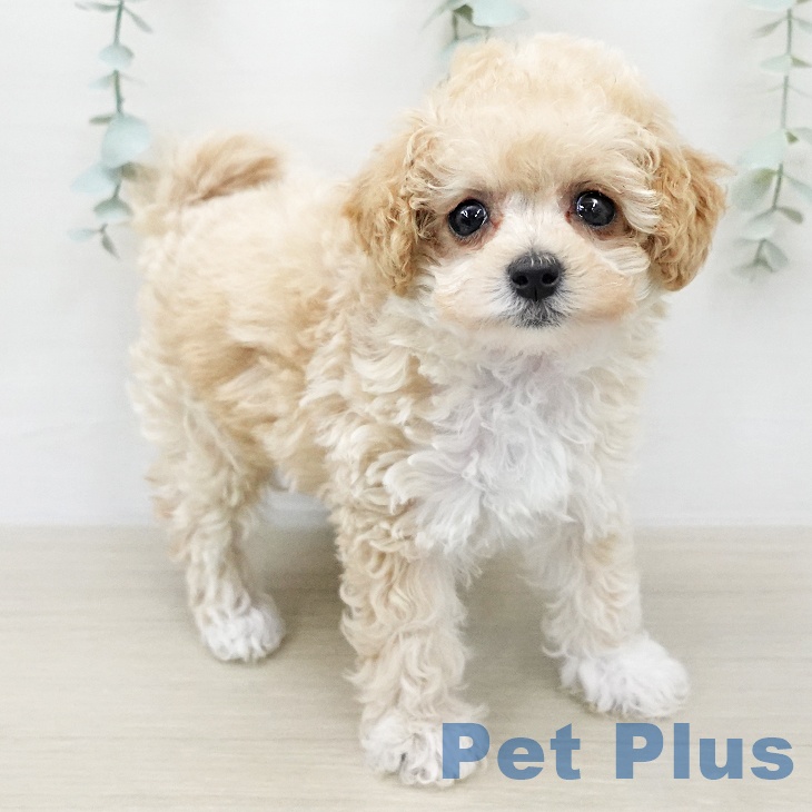 トイ・プードル