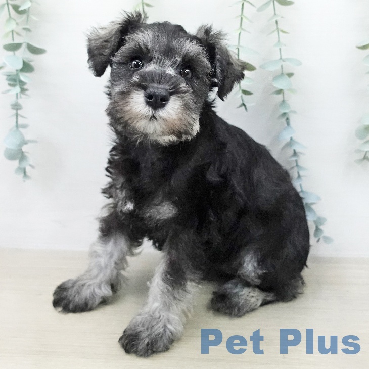 ミニチュア・シュナウザー