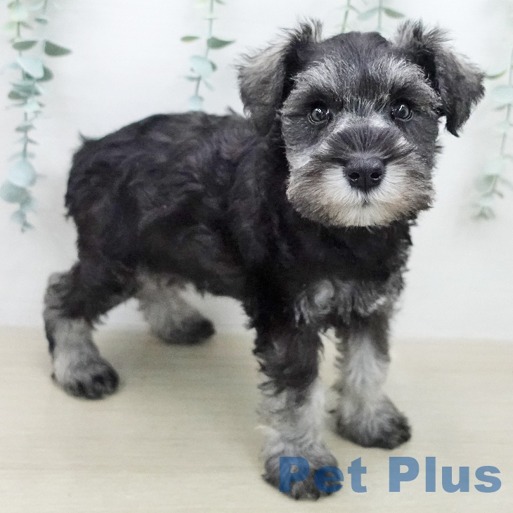 ミニチュア・シュナウザーの写真2