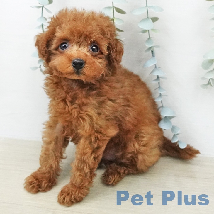 トイ・プードル