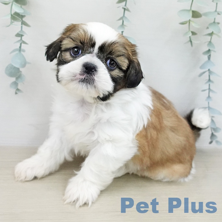 埼玉県のシーズー (ペッツワン 新座店/2026年1月22日生まれ/男の子/ホワイトゴールド)の子犬の1枚目の画像