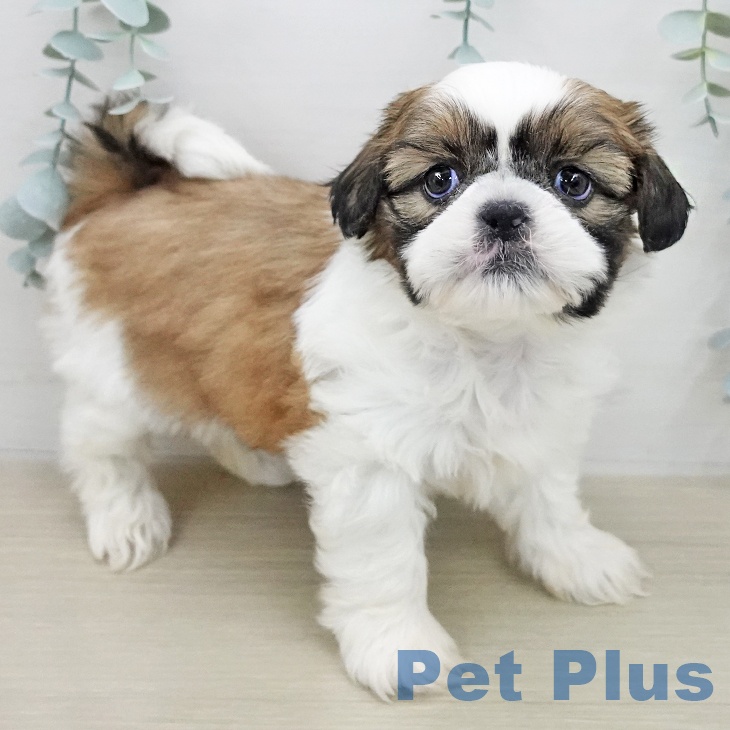 埼玉県のシーズー (ペッツワン 新座店/2026年1月22日生まれ/男の子/ホワイトゴールド)の子犬の2枚目の画像