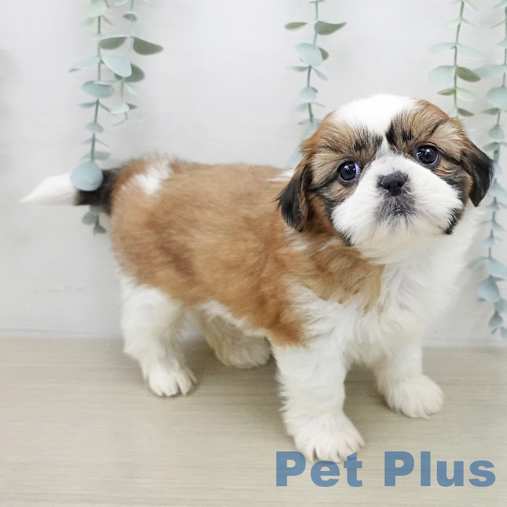 シー・ズーの写真2