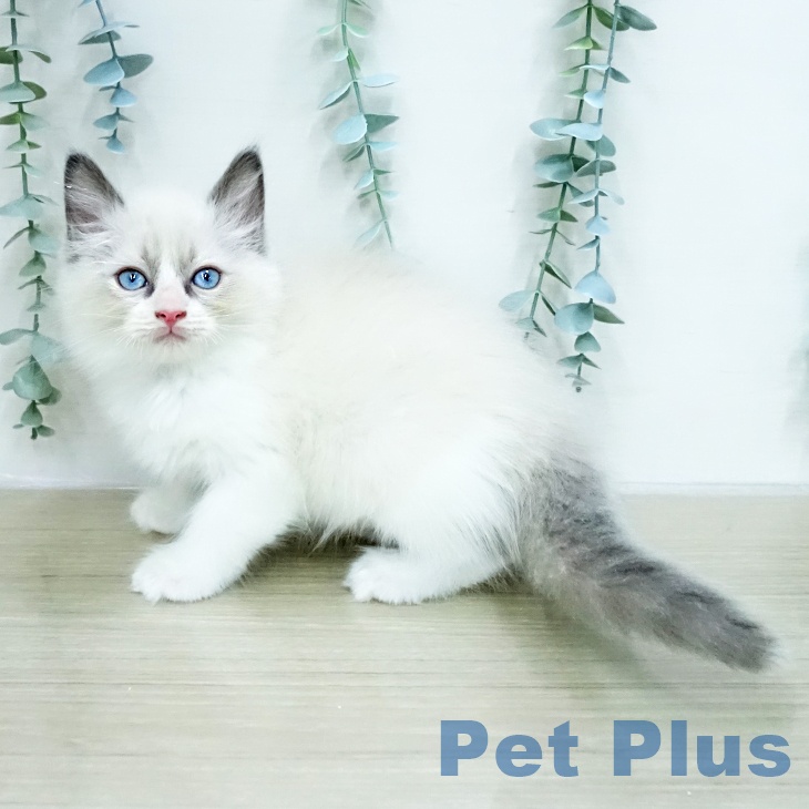 埼玉県のラグドール (ペットプラス 上尾店/2026年1月15日生まれ/男の子/ブルーポイントバイカラー)の子猫