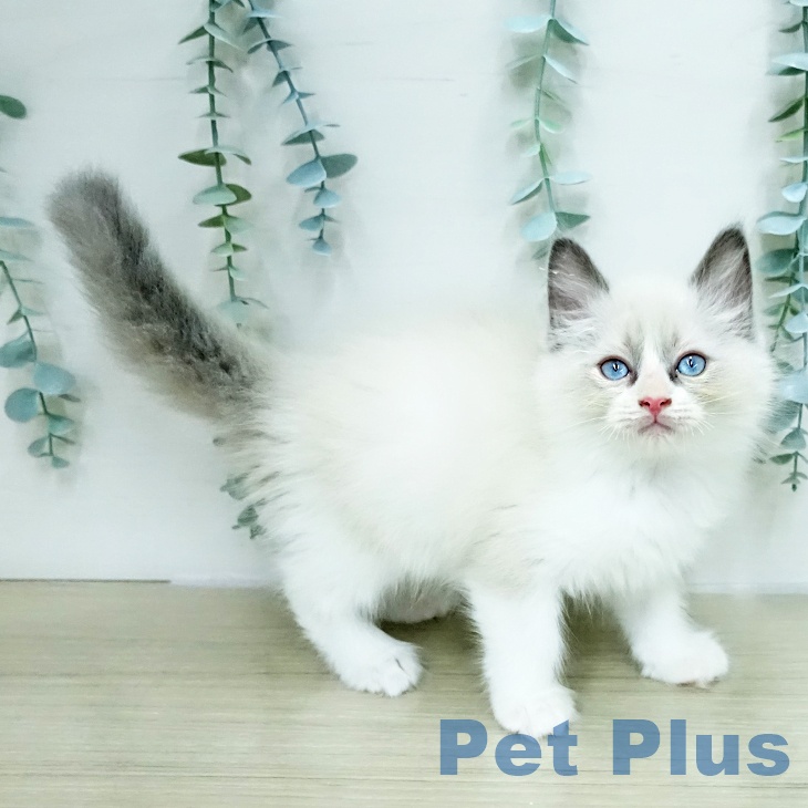 埼玉県のラグドール (ペットプラス 上尾店/2026年1月15日生まれ/男の子/ブルーポイントバイカラー)の子猫の2枚目の画像