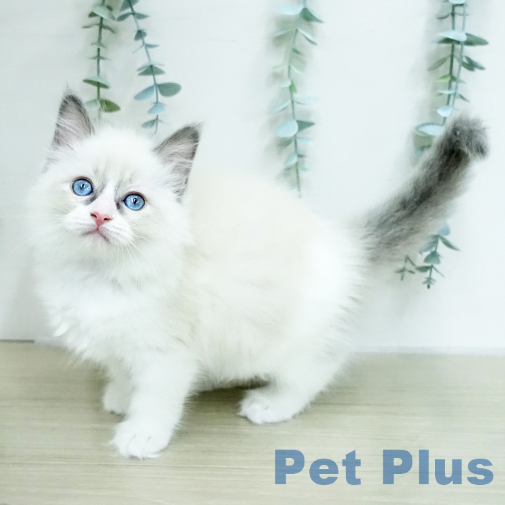 ラグドールの写真2