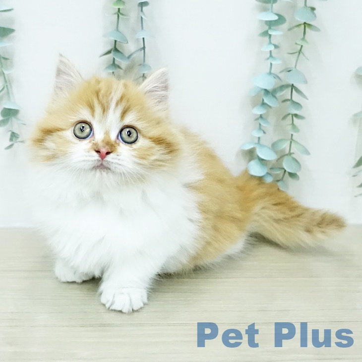 福岡県のミヌエット (ペットプラス 八幡東店/2026年1月19日生まれ/男の子/レッドタビーホワイト)の子猫の1枚目の画像