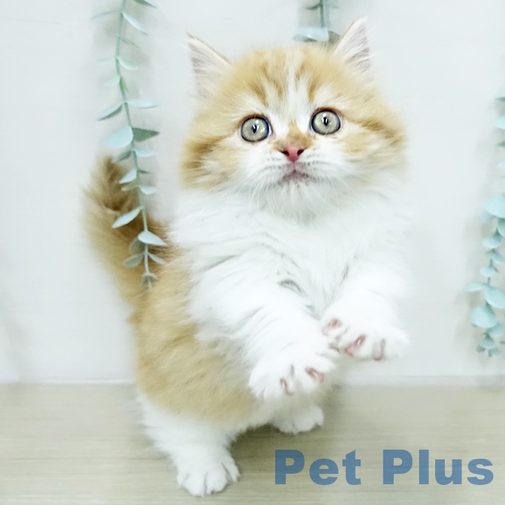 福岡県のミヌエット (ペットプラス 八幡東店/2026年1月19日生まれ/男の子/レッドタビーホワイト)の子猫の2枚目の画像