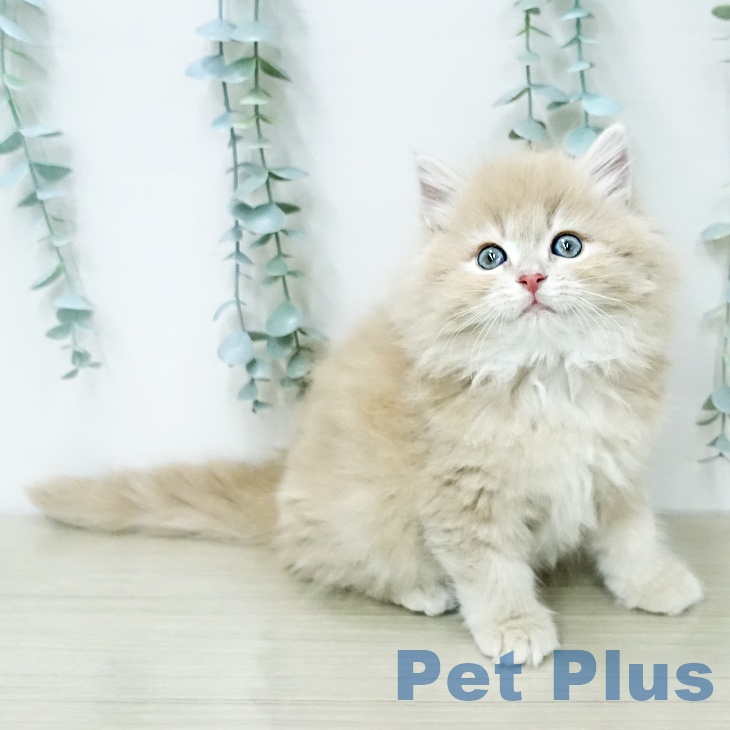 サイベリアンの写真2