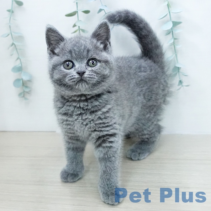 ブリティッシュショートヘアの写真2