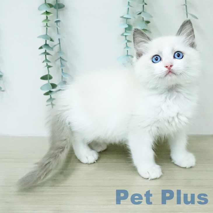 ラグドールの写真2