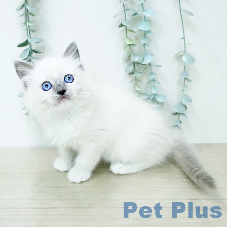 ラグドールの写真2